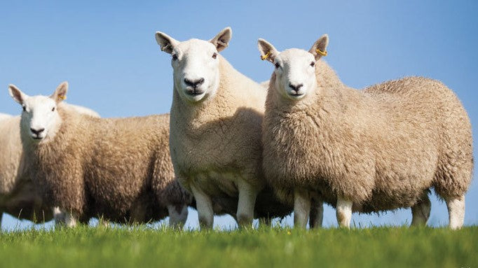 Wool Breed Series: Part 3 - Cheviot Wool Roving (The Bunny Sheep)